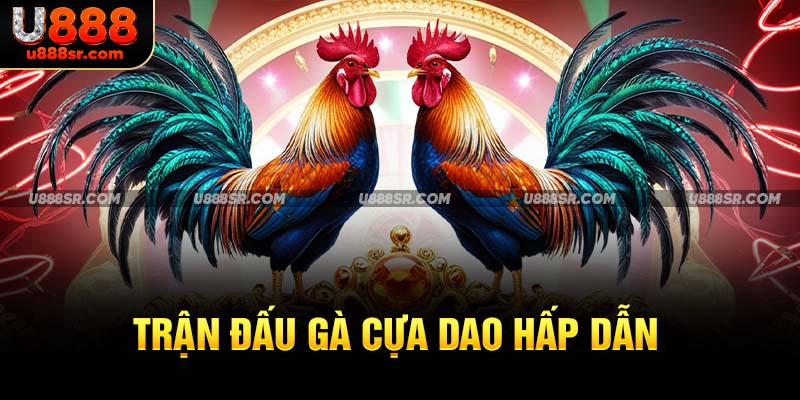 Trận đấu gà cựa dao hấp dẫn 